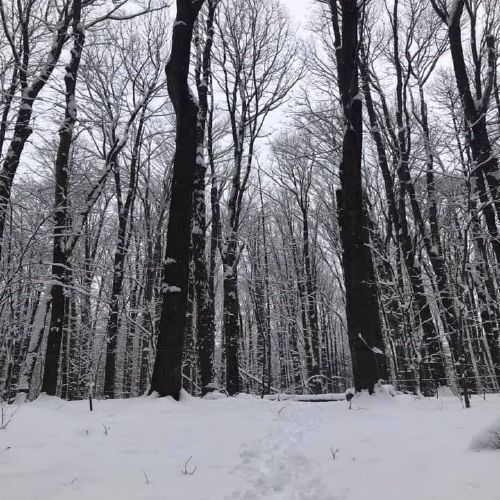 Fresh snow on the sugarbush