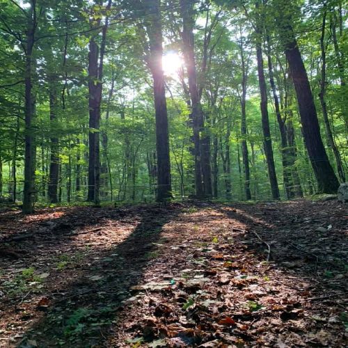 Sunlight through the summer sugarbush