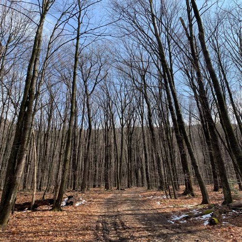 A snowy trail through the sugarbush