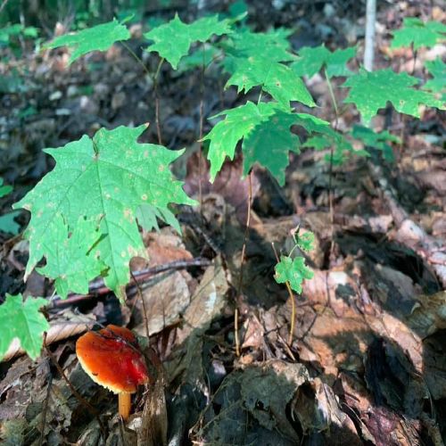 Maple leaves and a mushroom on the forest floor