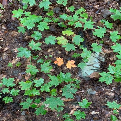 Young maple saplings on the forest floor