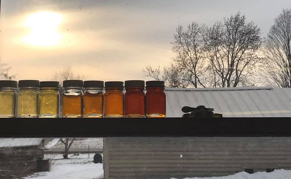 Jars of maple syrup showing the range of grade colors, from golden to very dark